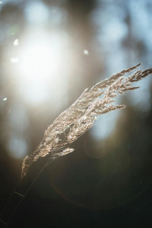 a close up of a plant with the sun in the background, a picture, inspired by Elsa Bleda, unsplash, light and space, phragmites, intricate sparkling atmosphere, dried fern, windy mood