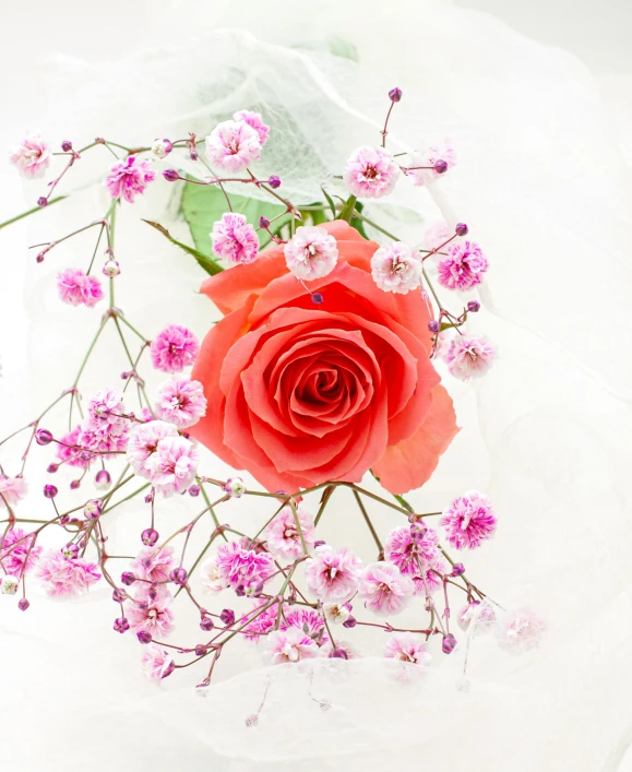 a red rose sitting on top of a white cake, pink and orange, gypsophila, today\'s featured photograph 4k, high view