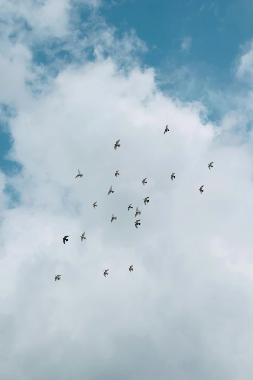 a flock of birds flying through a cloudy sky, by Paul Bird, pexels, minimalism, spores floating in the air, dove, 1683, gliding