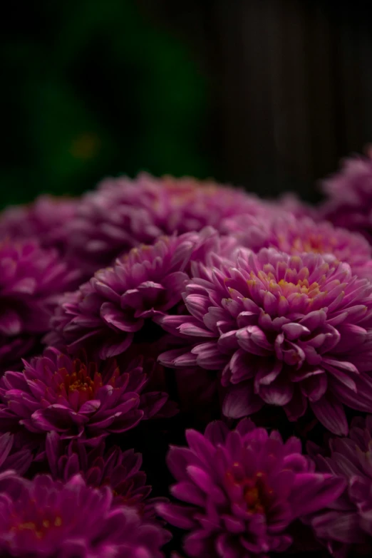 a close up of a bunch of purple flowers, chrysanthemum eos-1d, over-the-shoulder shot, ((purple))