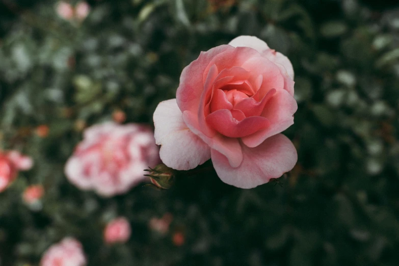 a pink rose is blooming in a garden, by Carey Morris, pexels contest winner, alessio albi, slightly pixelated, manuka, slight overcast