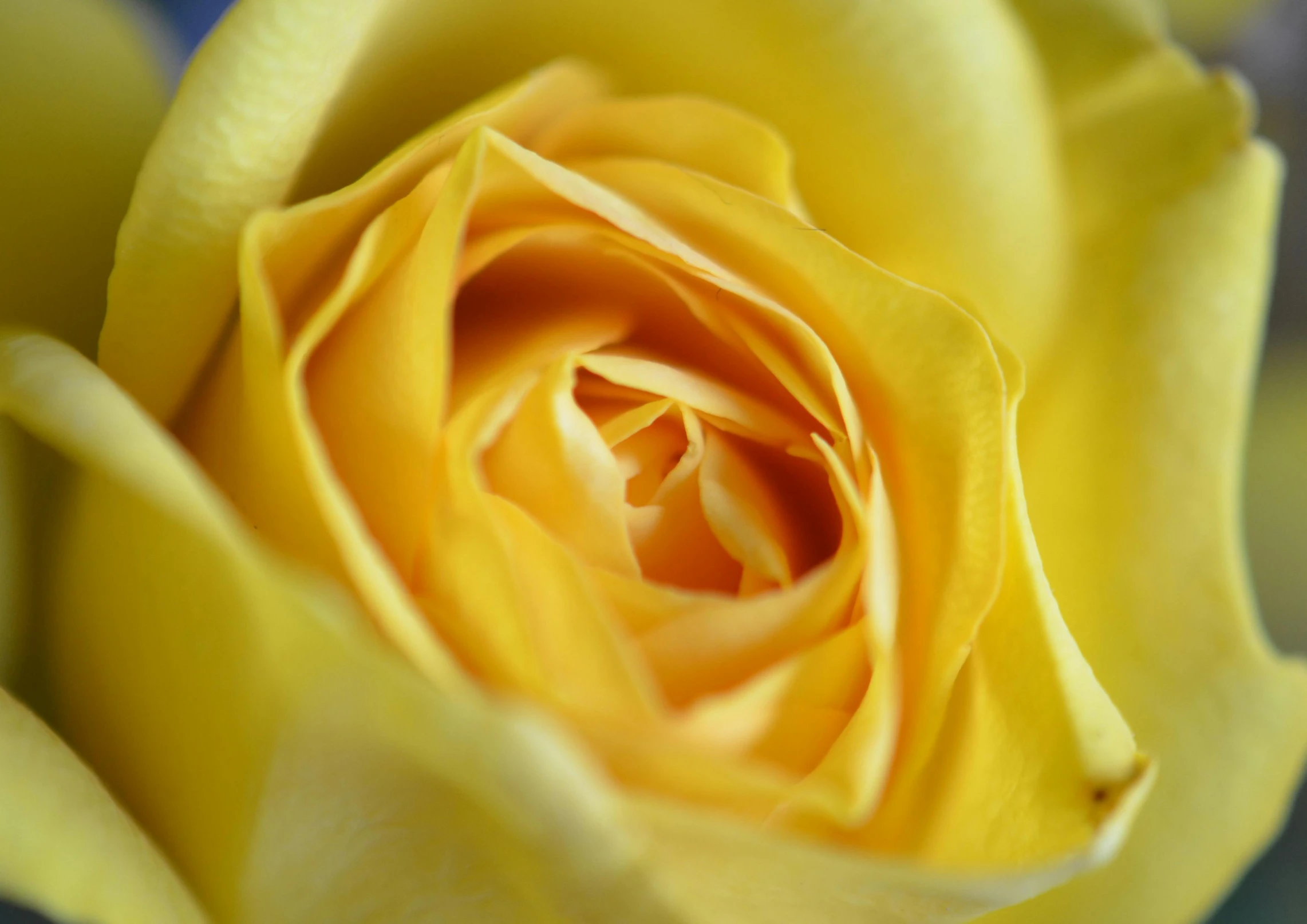 a close up of a yellow rose flower, by David Simpson, pexels, fan favorite, celebration, blue and yellow, low detail