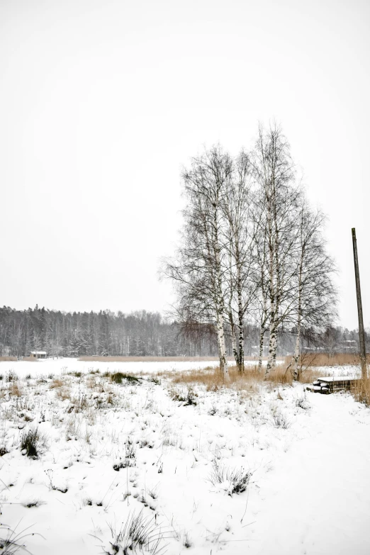 a red fire hydrant sitting in the middle of a snow covered field, a picture, inspired by Eero Järnefelt, unsplash, land art, birch trees, seen from a distance, grey sky, panorama view