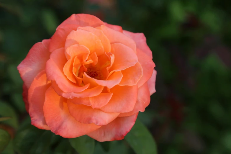 a close up of a pink rose with green leaves, by Kristin Nelson, pexels contest winner, orange blooming flowers garden, grey orange, slide show, gradient orange