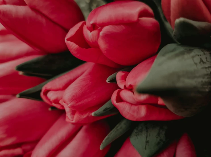 a close up of a bunch of red tulips, an album cover, pexels contest winner, romanticism, cinematic still, pink, fine details. red, award - winning