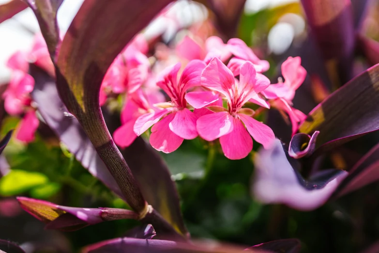 a close up of a bunch of pink flowers, by Gwen Barnard, unsplash, tropical houseplants, lush garden spaceship, purple and scarlet colours, shot with sony alpha 1 camera