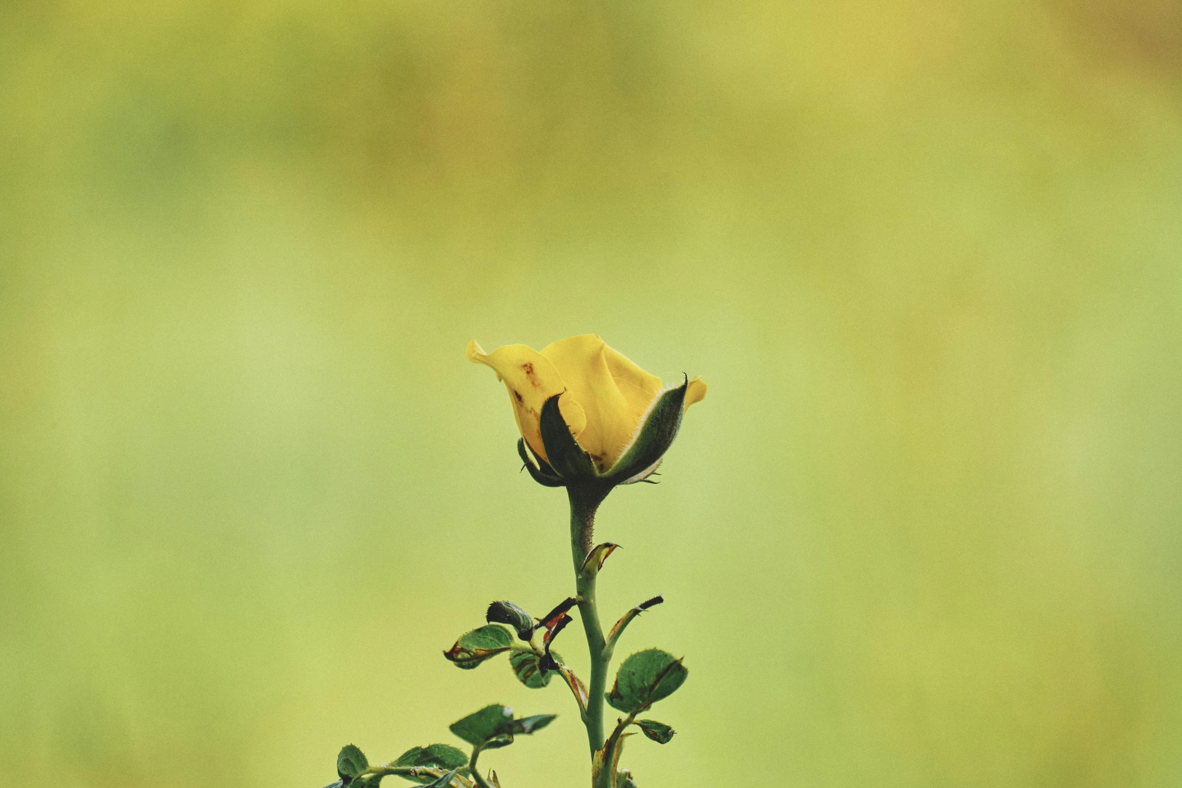 a single yellow rose sitting on top of a stem, an album cover, inspired by Elsa Bleda, unsplash, rinko kawauchi, nature outside, uncrop, remastered