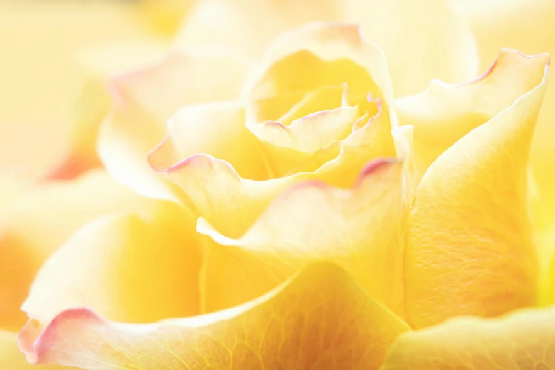 a close up of a yellow rose flower, by Carey Morris, unsplash, pastel hues, bright sunlight, soft light - n 9, pastel roses