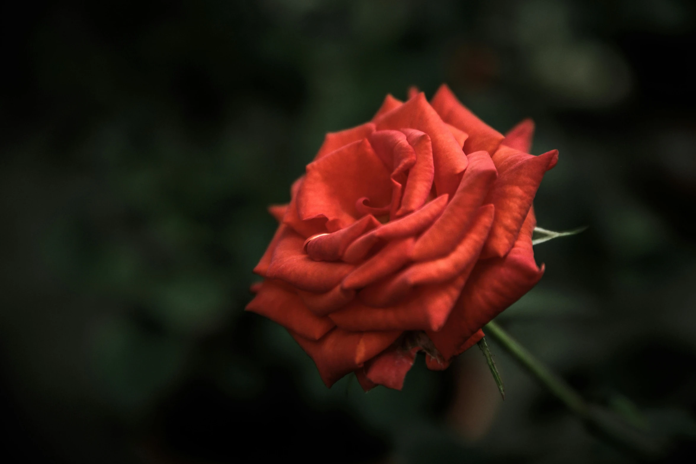 a close up of a red rose on a stem, pexels contest winner, paul barson, various posed, reddish, ( ultra realistic