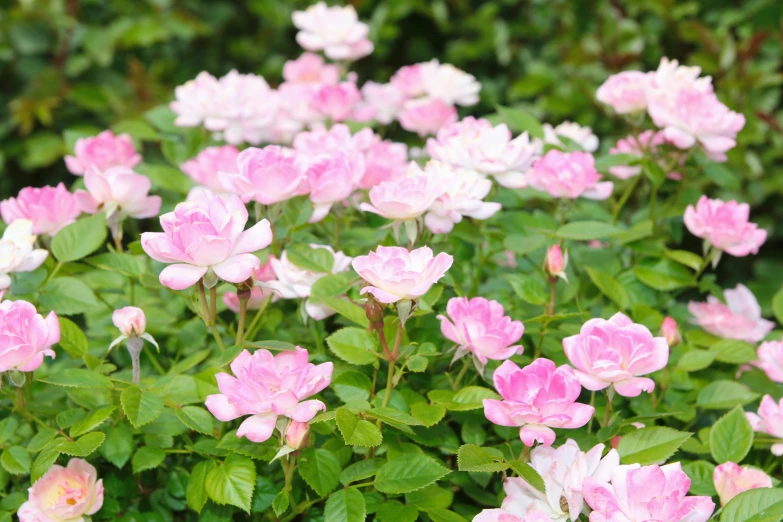 a bush of pink and white flowers with green leaves, laying on roses, 'groovy', a wide shot, mid shot