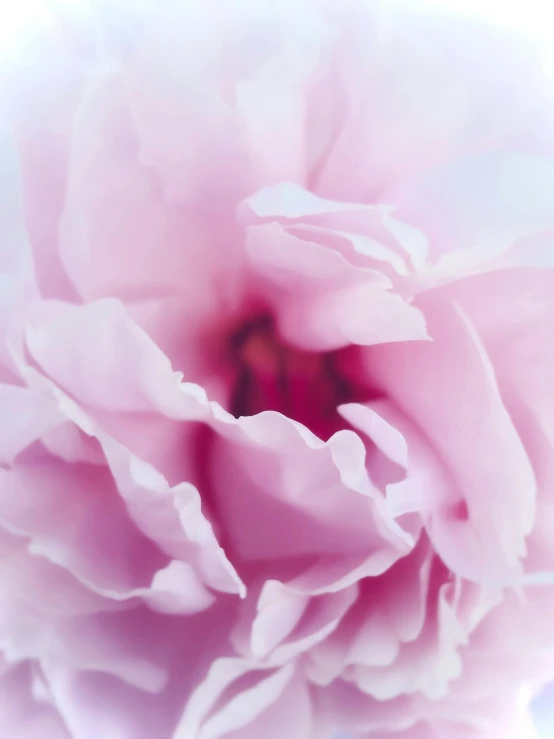 a close up of a pink flower on a white background, a macro photograph, inspired by Rose O’Neill, unsplash, made of silk paper, portrait mode photo, pale blue, in volumetric soft glowing mist