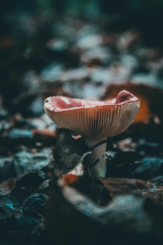a mushroom that is sitting on the ground, inspired by Elsa Bleda, unsplash contest winner, renaissance, infected mushroom, perfectly poised, in muted colors, made of mushrooms