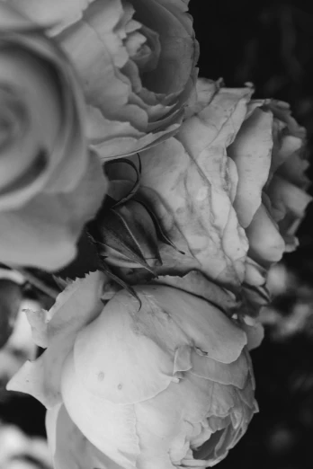 black and white photograph of a bouquet of roses, inspired by Germaine Krull, unsplash, low detail, pastel', rotting, evening time
