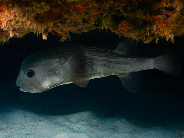 a fish that is swimming under a rock, huge bulbous pitch black eyes, courtesy of mbari, taken in 2022, australian