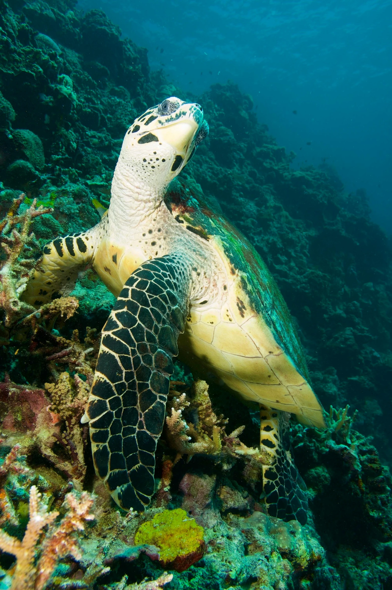 a turtle sitting on top of a coral reef, happening, long neck, striking pose, fully covered, spots