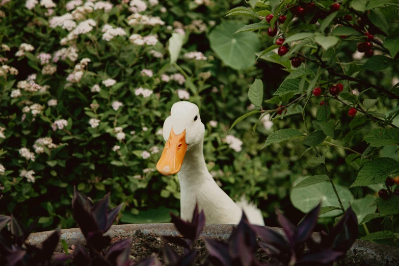 a white duck with an orange beak sitting in a flower pot, unsplash, gardens with flower beds, toy photography, 🦩🪐🐞👩🏻🦳, amongst foliage