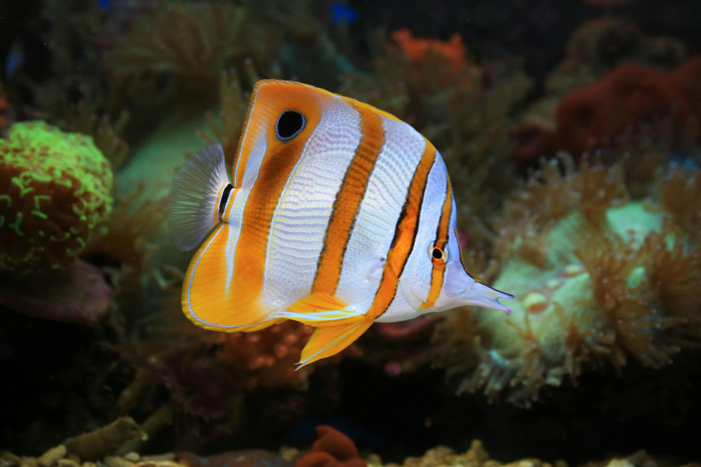 a close up of a fish in an aquarium, striped orange and teal, square, sea butterflies, great barrier reef