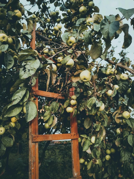 an apple tree with apples hanging from it's branches, inspired by Elsa Bleda, trending on unsplash, renaissance, ladders, 🐿🍸🍋, low quality photo, gardening