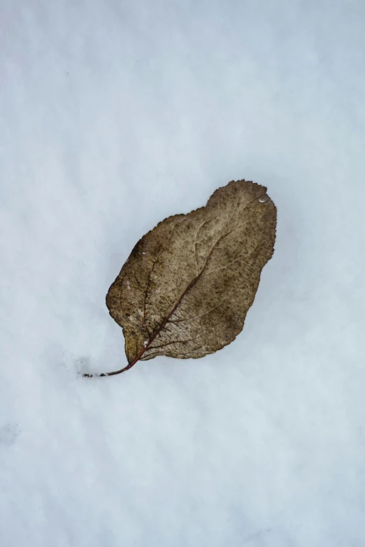 a leaf that is laying in the snow, by Alison Geissler, postminimalism, brown, 15081959 21121991 01012000 4k, vine, unframed