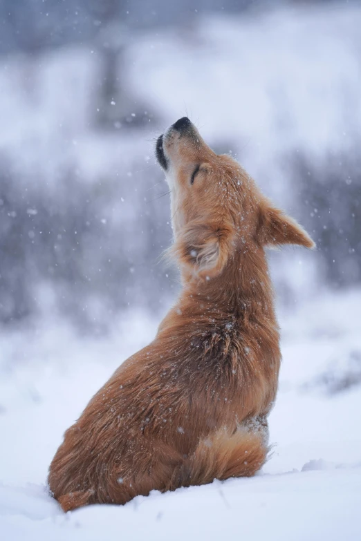 a dog that is sitting in the snow, howling, looking at the sky, floppy ears, goldenwolf