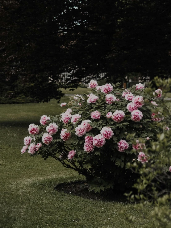 a bunch of pink flowers sitting on top of a lush green field, inspired by Thomas Struth, unsplash, romanticism, rose garden, alessio albi, thick bushes, shot on iphone 1 3 pro max