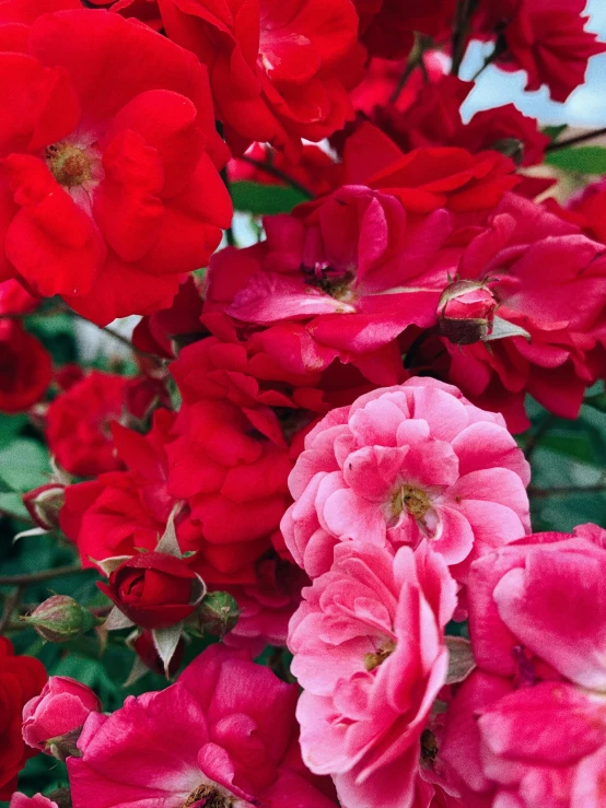 a close up of a bunch of red flowers, by Gawen Hamilton, pink rosa, parks and gardens, shades of pink, close-up product photo