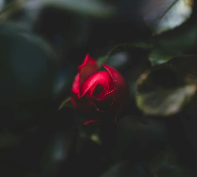 a red rose sitting on top of a leaf covered tree, a macro photograph, inspired by Elsa Bleda, unsplash, dark photo, blurred, portrait of a small, of a lovely