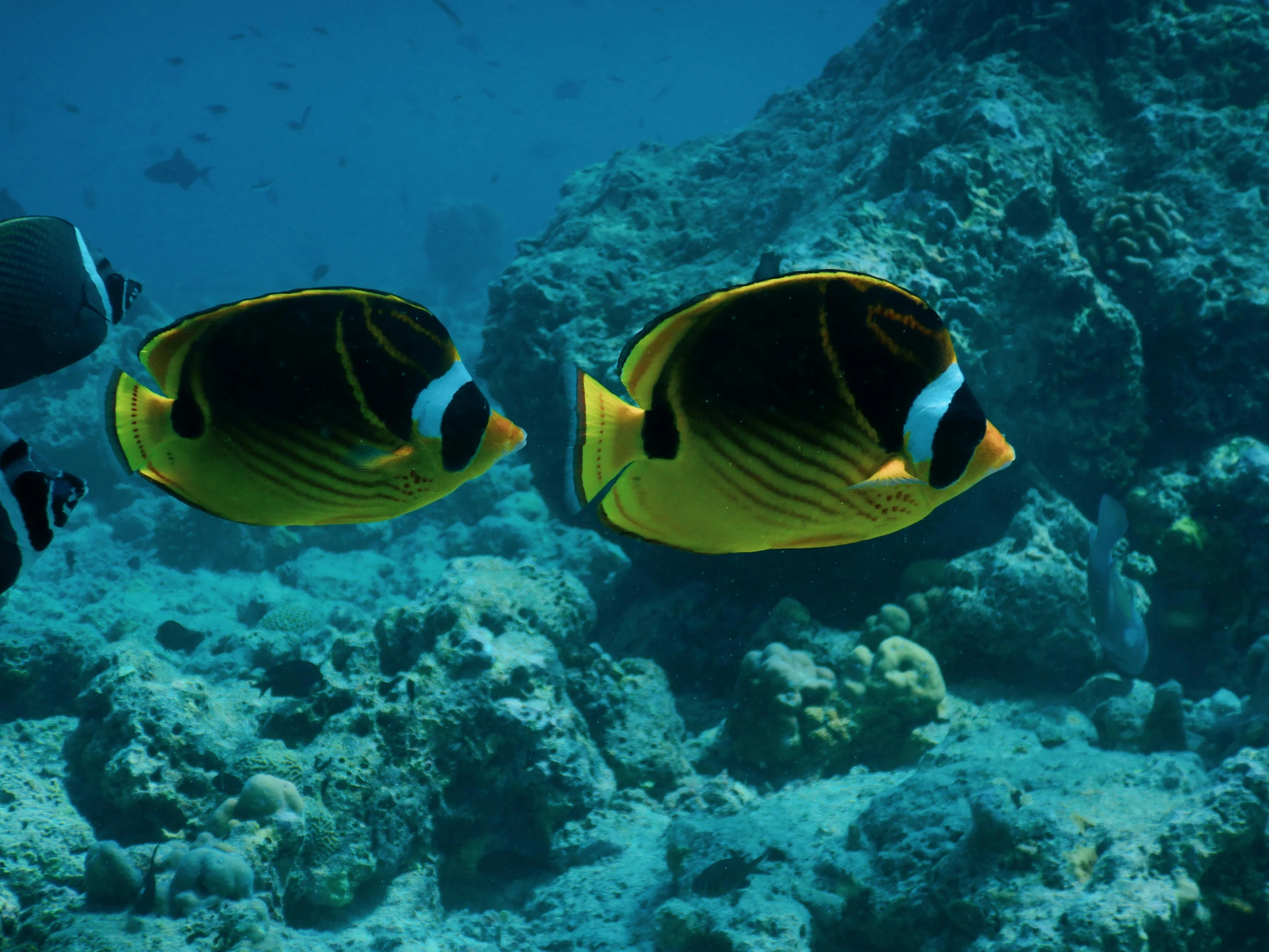 a couple of fish that are swimming in the water, bottom of the ocean, yellow butterflies, red sea, slide show