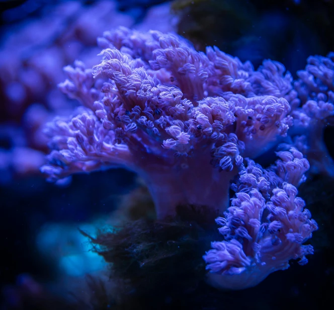 a close up of some very pretty purple coral, unsplash, fantastic realism, blue neon lighting, shot on sony a 7, aquatic plants, taken in the early 2020s