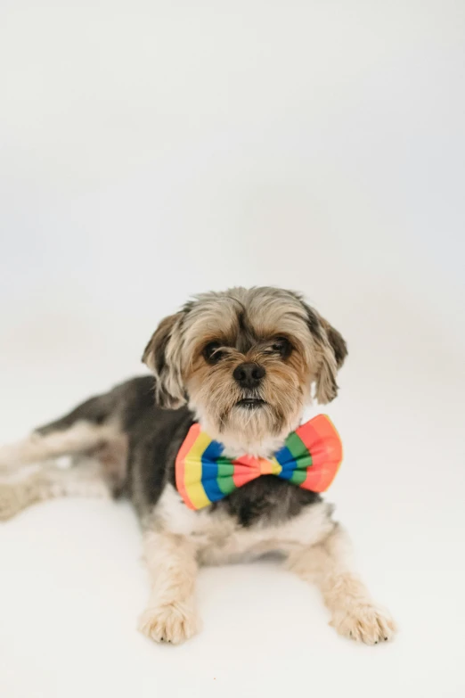 a small dog wearing a colorful bow tie, by Nicolette Macnamara, bauhaus, lgbtq, high key, where a large