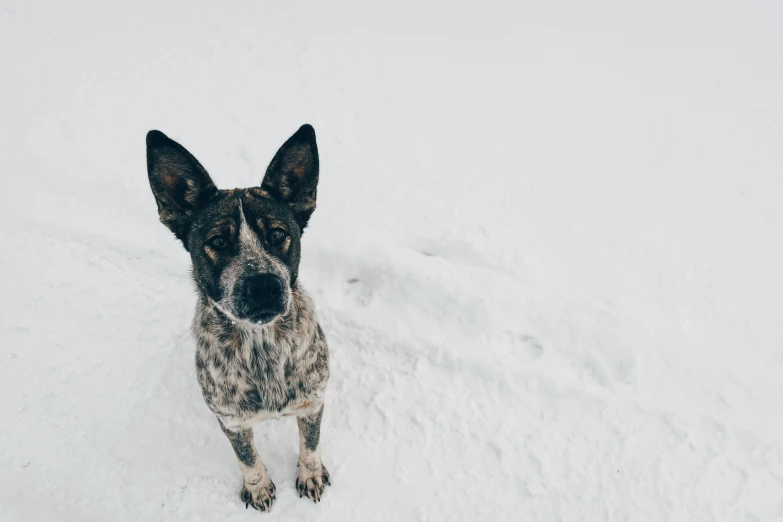 a dog that is standing in the snow, pexels contest winner, minimalism, with pointy ears, spotted, thumbnail, 8 k photo