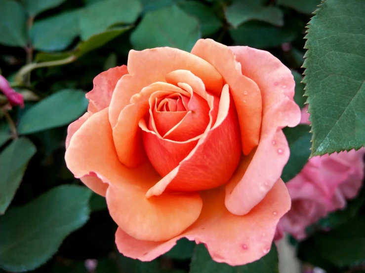 a close up of a pink rose with green leaves, by Kristin Nelson, pexels contest winner, orange hue, gardening, exterior shot, celebration