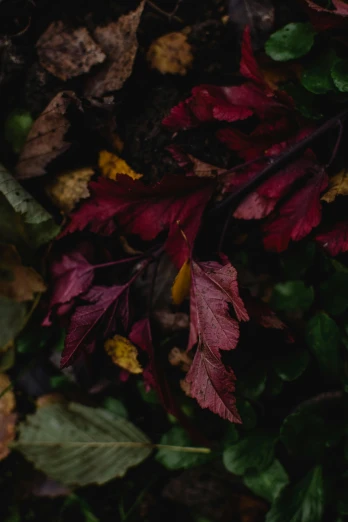an apple sitting on top of a pile of leaves, a picture, inspired by Elsa Bleda, trending on pexels, visual art, dark red and black color palette, trap made of leaves, color ( sony a 7 r iv, multi - coloured