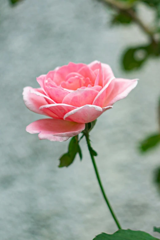 a close up of a pink rose on a stem, inspired by Rose O’Neill, carefully crafted, made of glazed, poignant