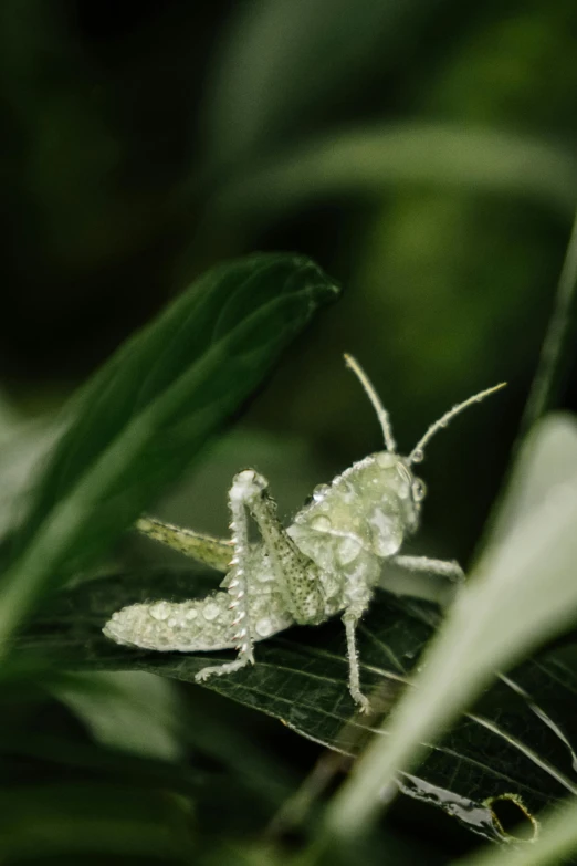 a close up of a grasshopper on a leaf, by Han Gan, pale greens and whites, alessio albi, small