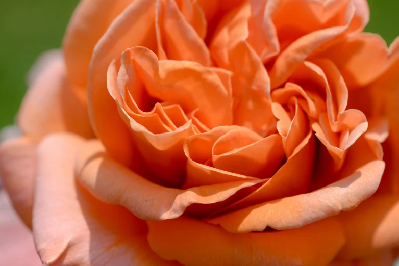 a close up of a person's hand holding an orange rose, by David Simpson, pexels contest winner, fan favorite, large rose petals, voluminous, pink