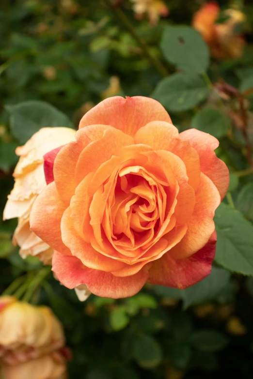 an orange rose is blooming in a garden, inspired by Rose O’Neill, rose gold, zoomed out, smoky