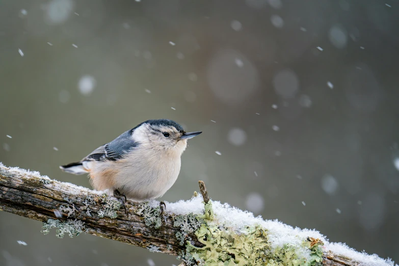 a bird sitting on a branch in the snow, 3 woodland critters, seeds, adam varga, snowing outside