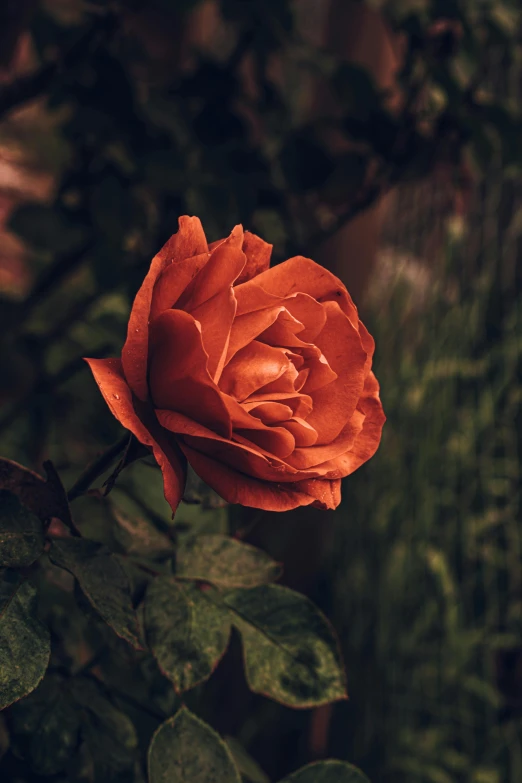 a red rose sitting on top of a lush green plant, an album cover, inspired by Elsa Bleda, pexels contest winner, dark orange, paul barson, exterior shot, pink