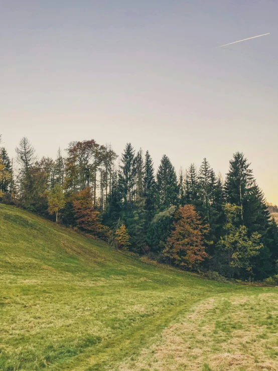 a couple of cows standing on top of a lush green hillside, by Sebastian Spreng, pexels contest winner, in an evening autumn forest, panoramic, today\'s featured photograph 4k, tall pine trees