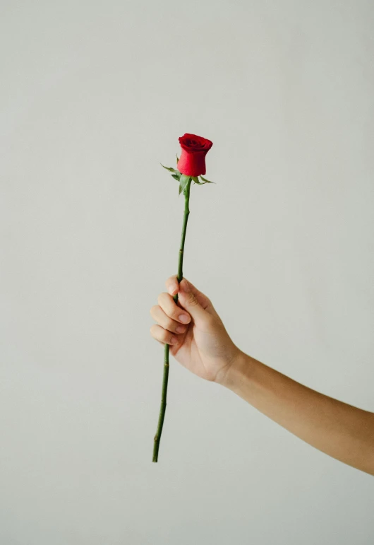 a person holding a single red rose in their hand, unsplash, single long stick, instagram post, made of glazed, large tall