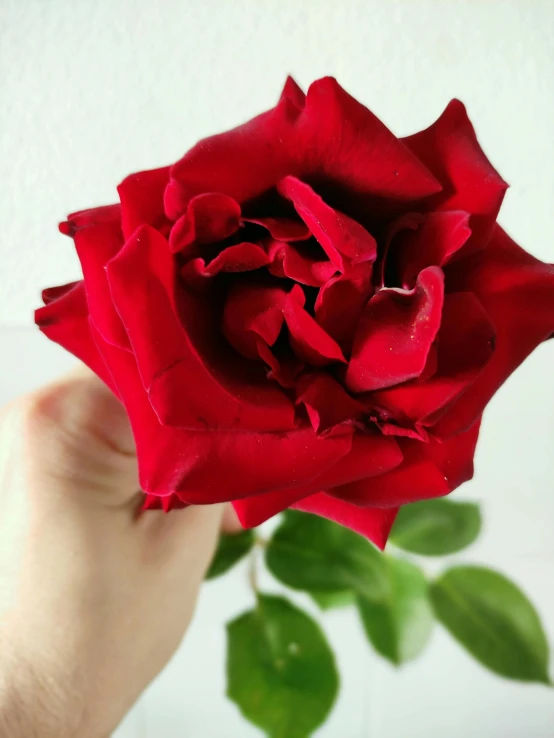 a person holding a red rose in their hand, up-close, profile image, instagram post, close up front view