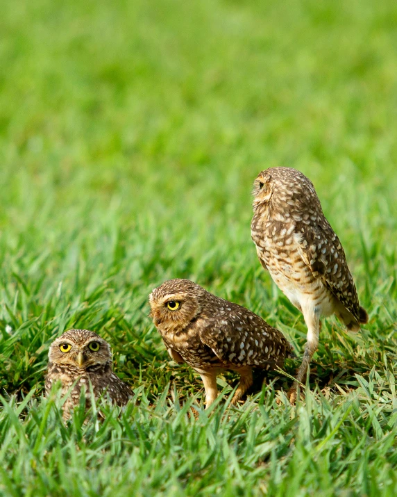 a group of owls standing on top of a lush green field