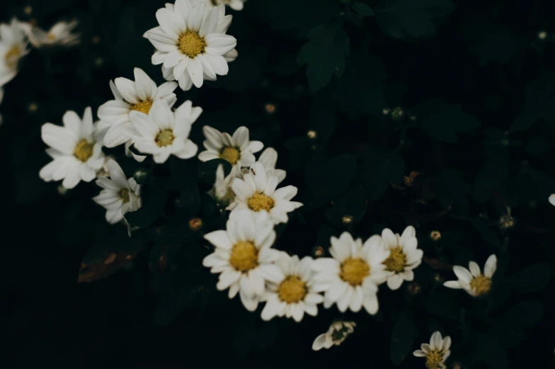 a close up of a bunch of white flowers, inspired by Elsa Bleda, pexels contest winner, trending on vsco, field of flowers at night, background image, chrysanthemum eos-1d