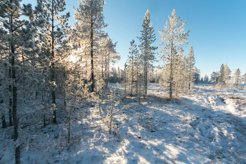 a forest filled with lots of trees covered in snow, inspired by Eero Järnefelt, unsplash, hurufiyya, sunny day with clear sky, early morning lighting, modeled, ground level shot