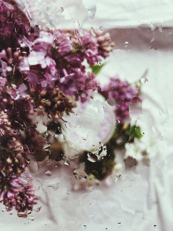 a bunch of purple flowers sitting on top of a table, an album cover, by Lucia Peka, trending on unsplash, romanticism, glass rain, detailed moisture, lush sakura, gentle mists