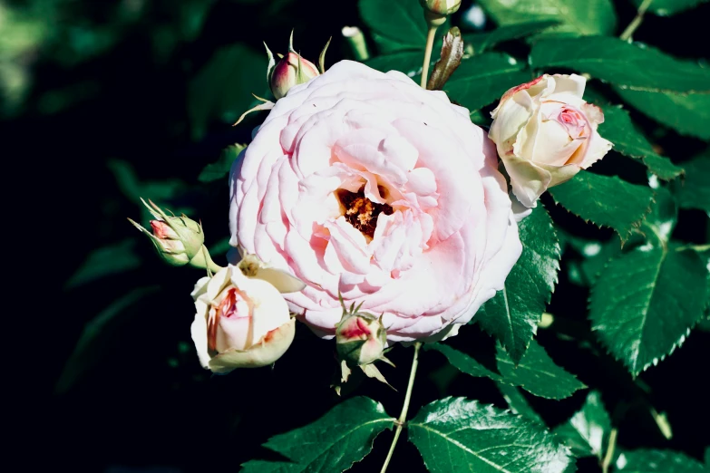 a close up of a pink rose with green leaves, unsplash, shot onfilm, midsummer, various posed, cream