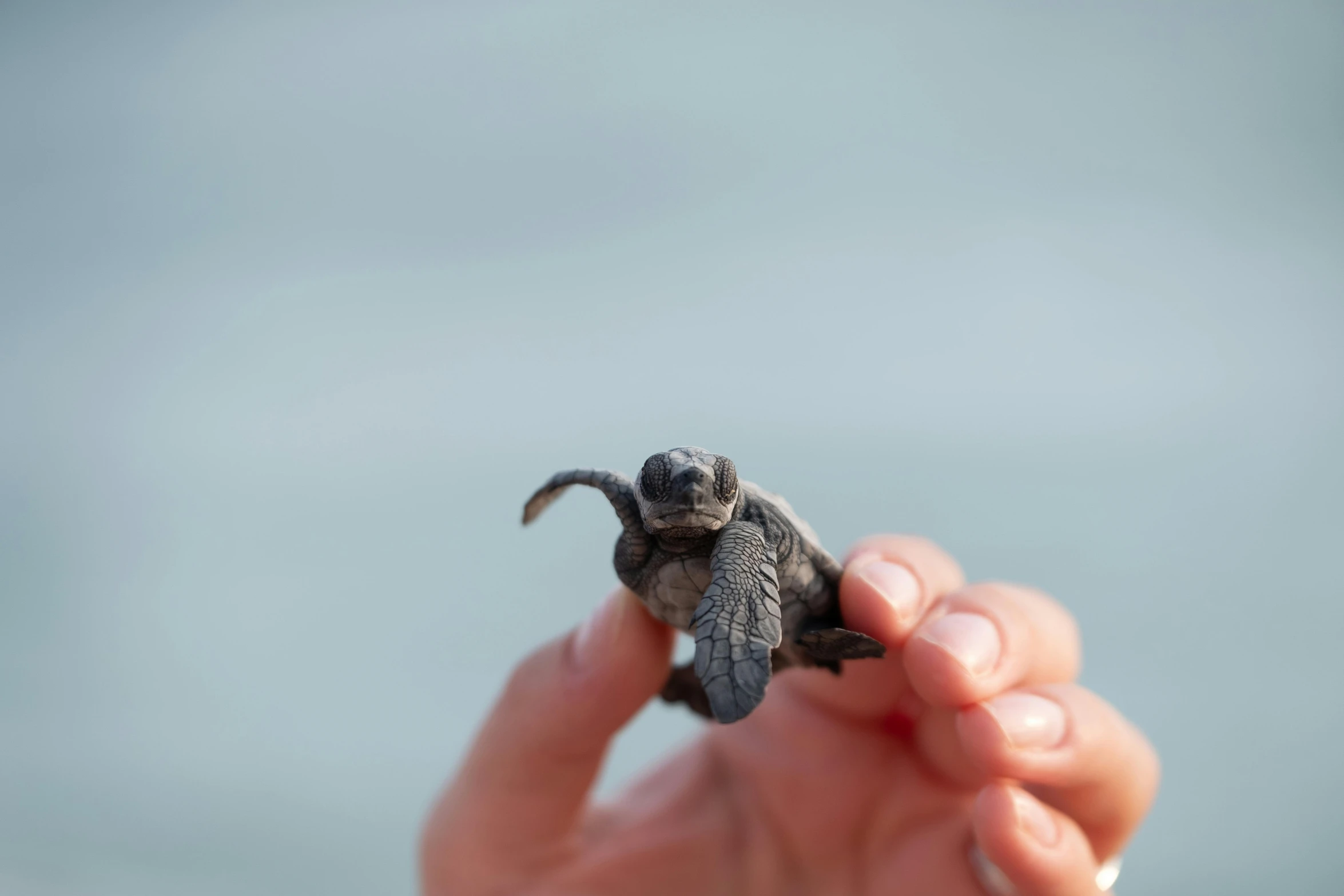 a person holding a baby elephant in their hand, pexels contest winner, renaissance, sea turtles, fresh from the printer, portrait of a small, michael angelo