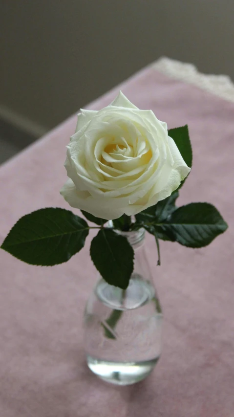 a white rose in a glass vase on a table, made of lab tissue, photograph