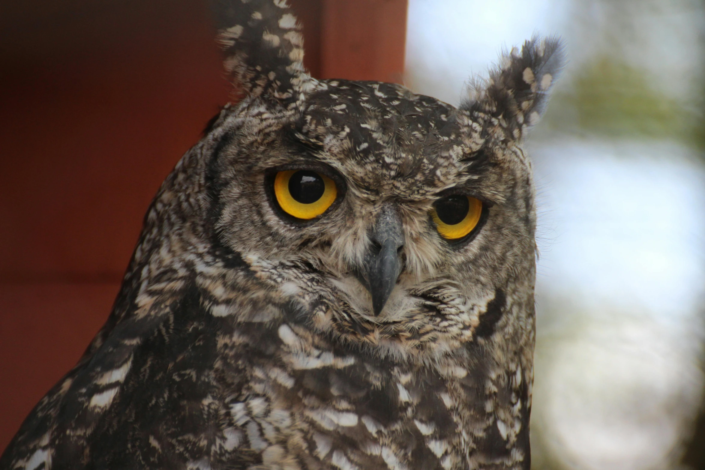 a close up of an owl with yellow eyes, by Gwen Barnard, pexels contest winner, hurufiyya, 🦩🪐🐞👩🏻🦳, high angle close up shot, well preserved, various posed